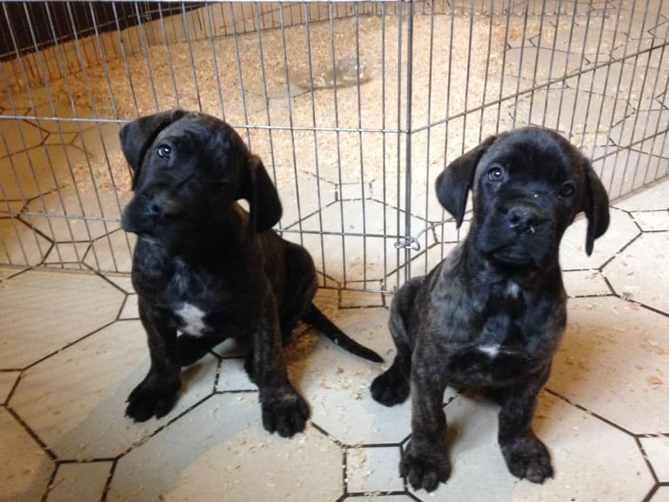 Des Anges De La Nuit Noire - Cane Corso - Portée née le 19/10/2018